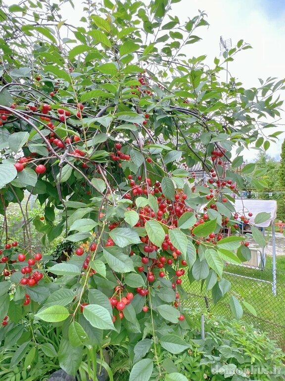Parduodamas 2 kambarių butas Kretingos rajono sav., Kretingoje, J. Basanavičiaus g.