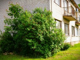 3 комнатная квартира Kaišiadorių rajono sav., Kalviuose, Lapainios g.