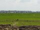 Parduodamas sklypas Šiaulių rajono sav., Vinkšnėnuose (19 nuotrauka)