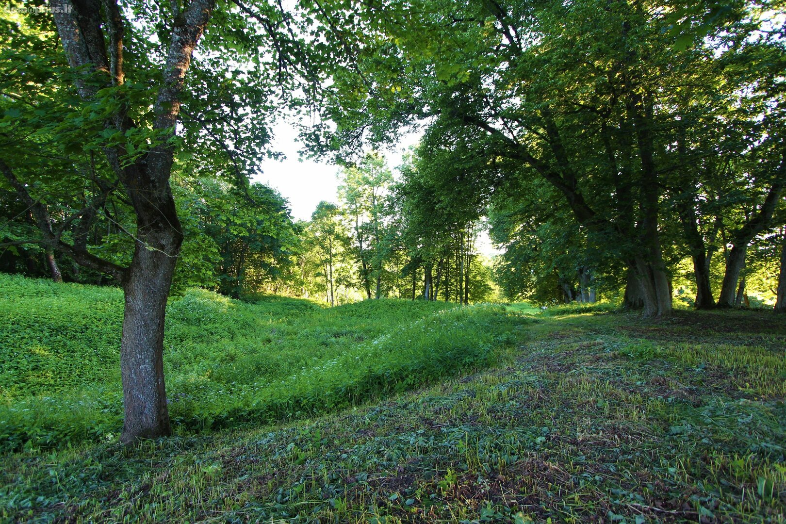 Parduodamas sklypas Telšių rajono sav., Kaunatavoje, Dvaro g.