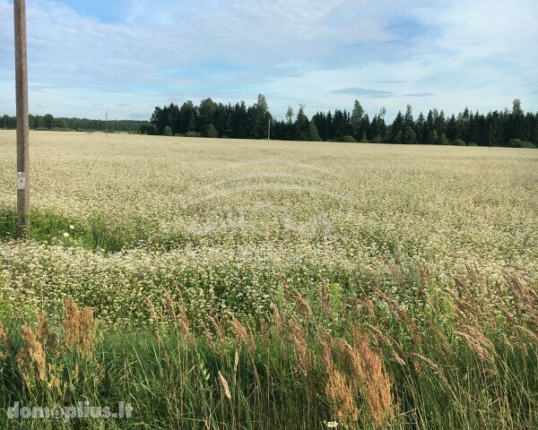 Parduodamas sklypas Klaipėdos rajono sav., Juodikiuose