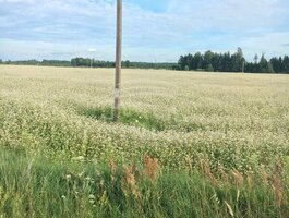 Parduodamas sklypas Klaipėdos rajono sav., Juodikiuose