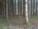 Parduodamas sklypas Klaipėdos rajono sav., Pažvelsyje (7 nuotrauka)