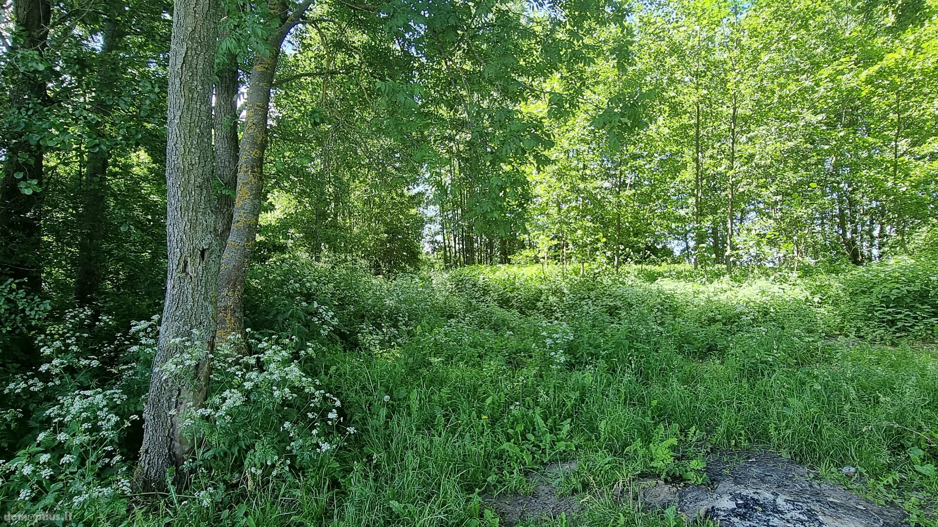 Parduodamas sklypas Kauno rajono sav., Gaižėnuose, Gaižėnų g.