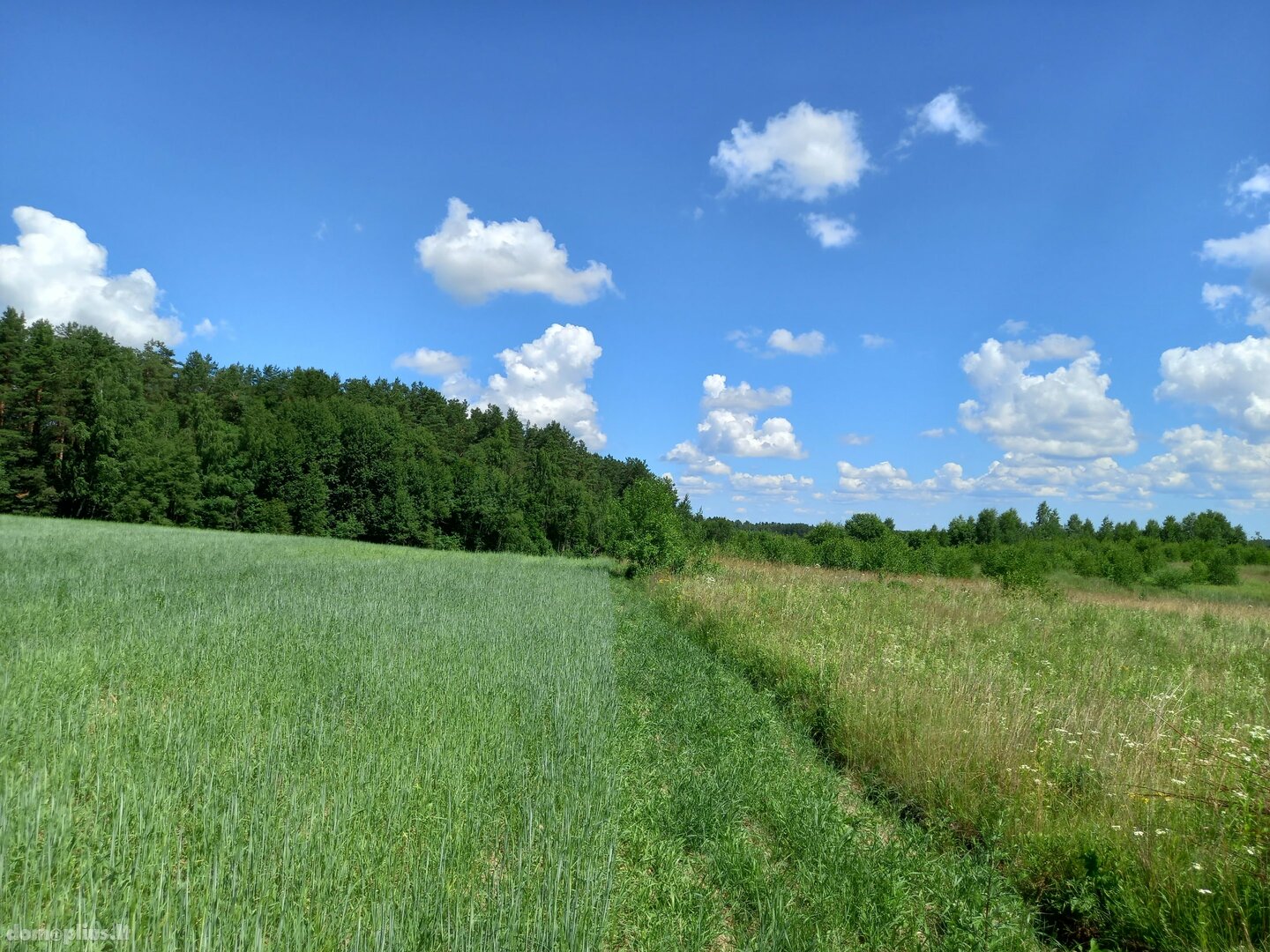 Land for sale Vilniaus rajono sav., Pailgėje