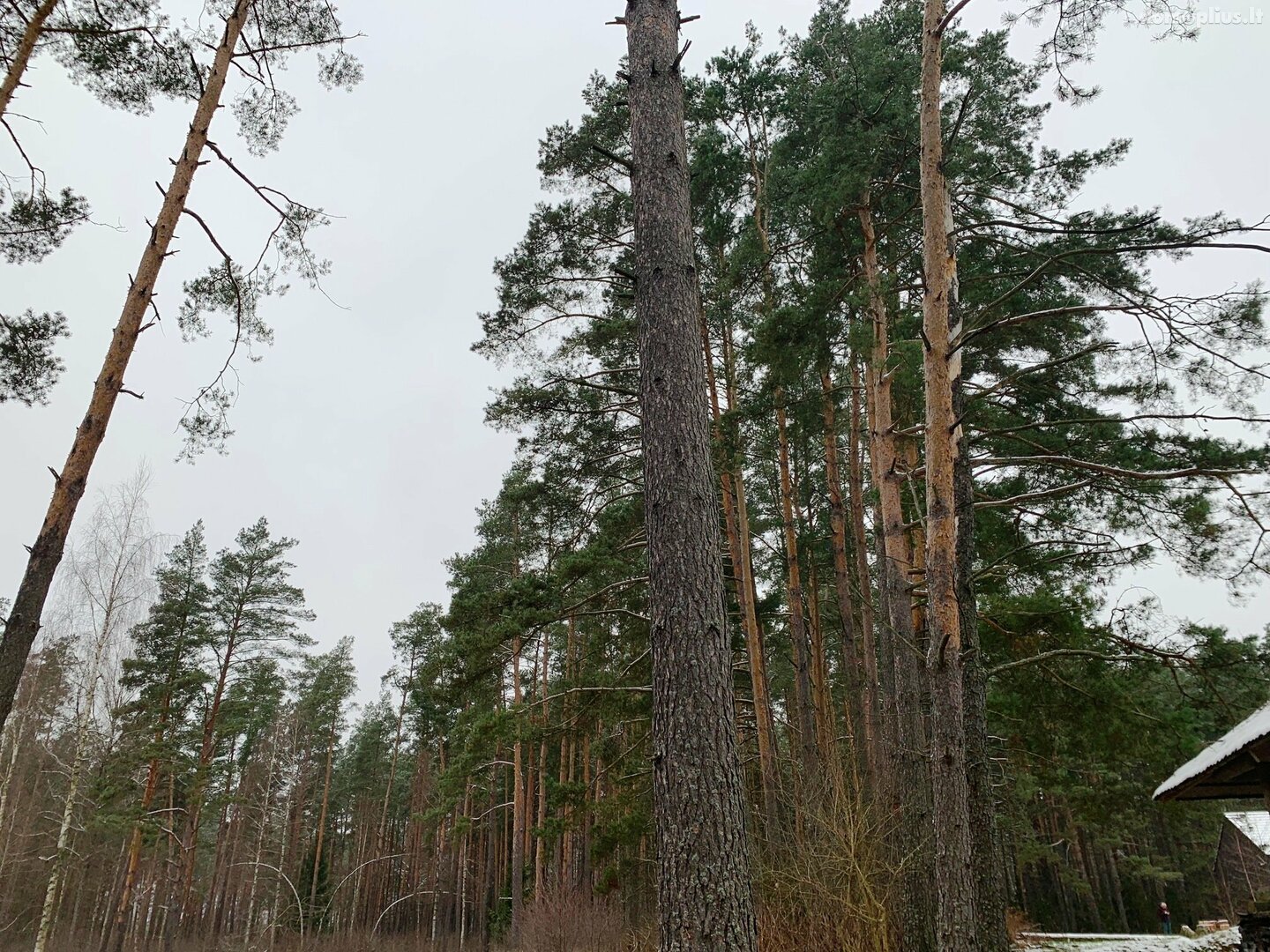 Parduodamas sklypas Druskininkų sav., Grūte, Ilgio g.