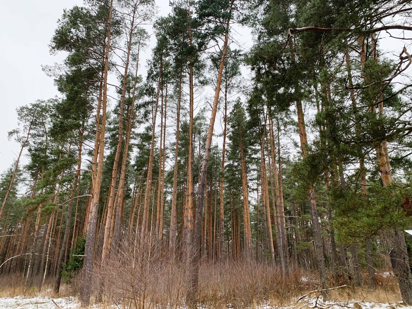 Parduodamas sklypas Druskininkų sav., Grūte, Ilgio g.