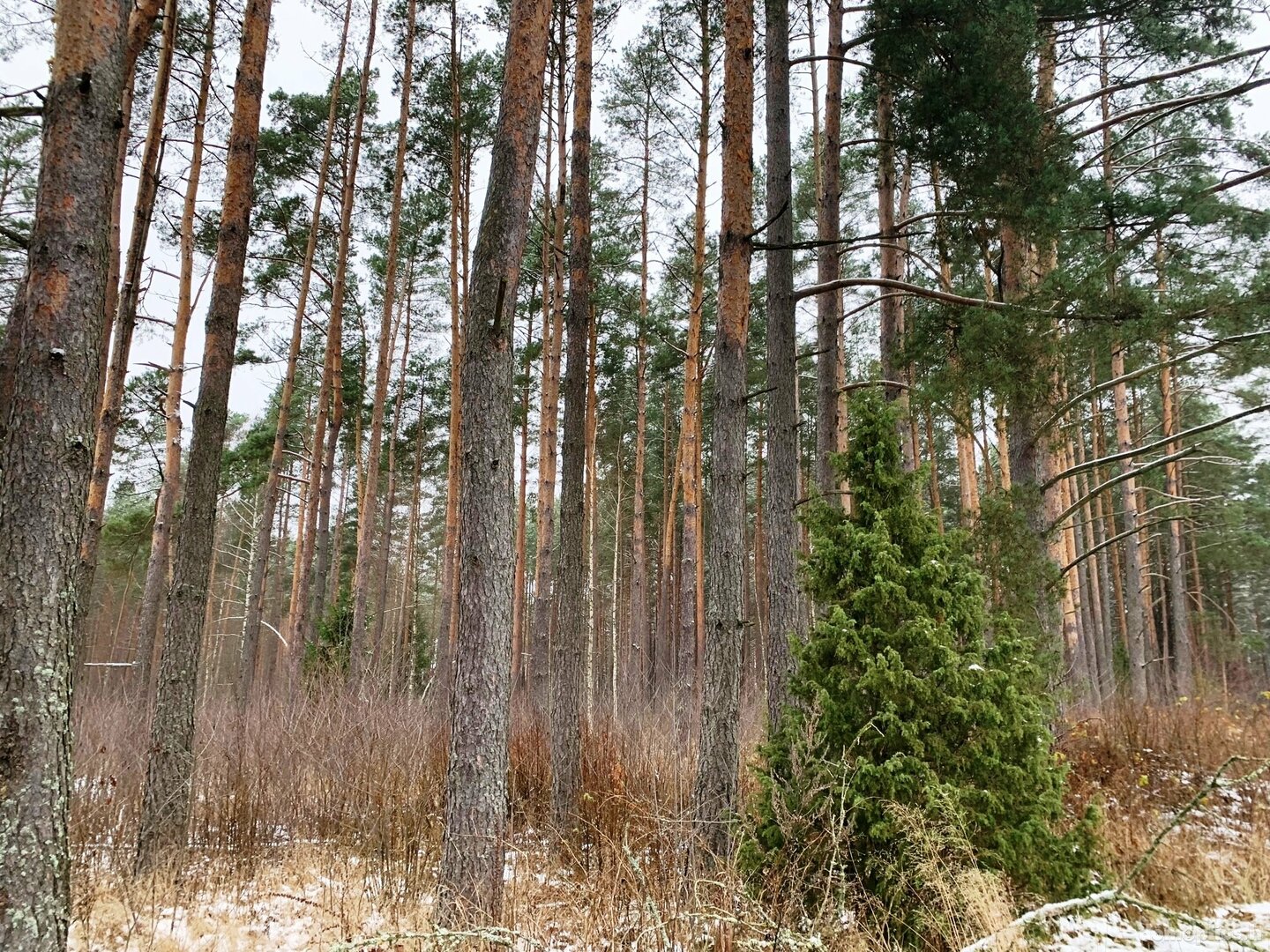 Участок Druskininkų sav., Grūte, Ilgio g.