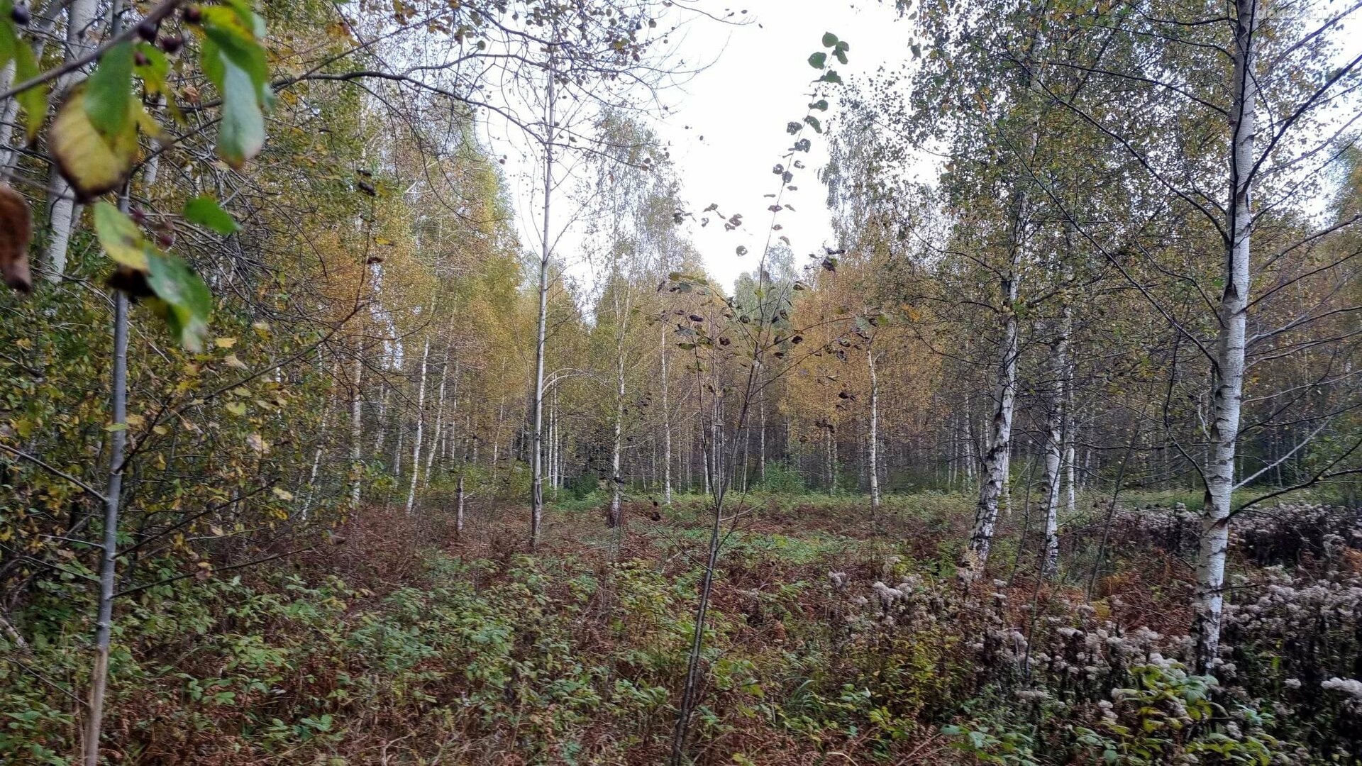 Parduodamas sklypas Kauno rajono sav., Krušinskuose