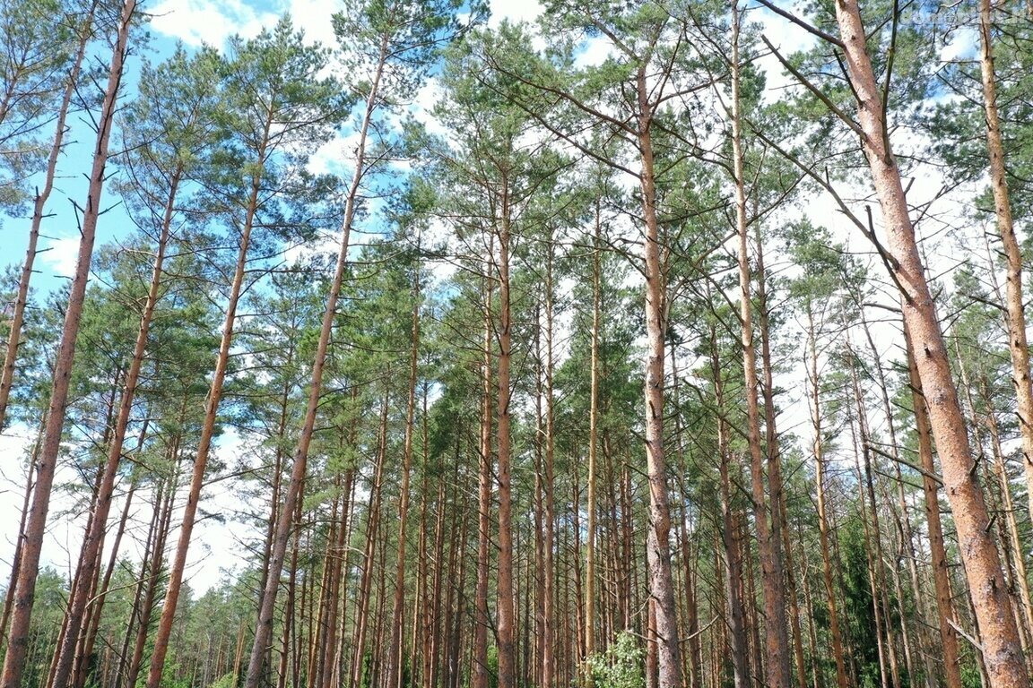 Parduodamas sklypas Trakų rajono sav., Senasis Tarpupis