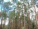 Land for sale Trakų rajono sav., Senasis Tarpupis (16 picture)