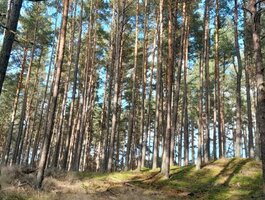 Parduodamas sklypas Kunigiškėse