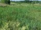 Land for sale Vilniaus rajono sav., Barliškėse (2 picture)