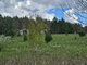 Land for sale Ignalinos rajono sav., Ginučiuose (8 picture)