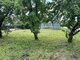 Parduodamas sklypas Klaipėdos rajono sav., Kiškėnuose (3 nuotrauka)