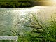 Land for sale Panevėžio rajono sav., Velžyje, Malūno g. (17 picture)