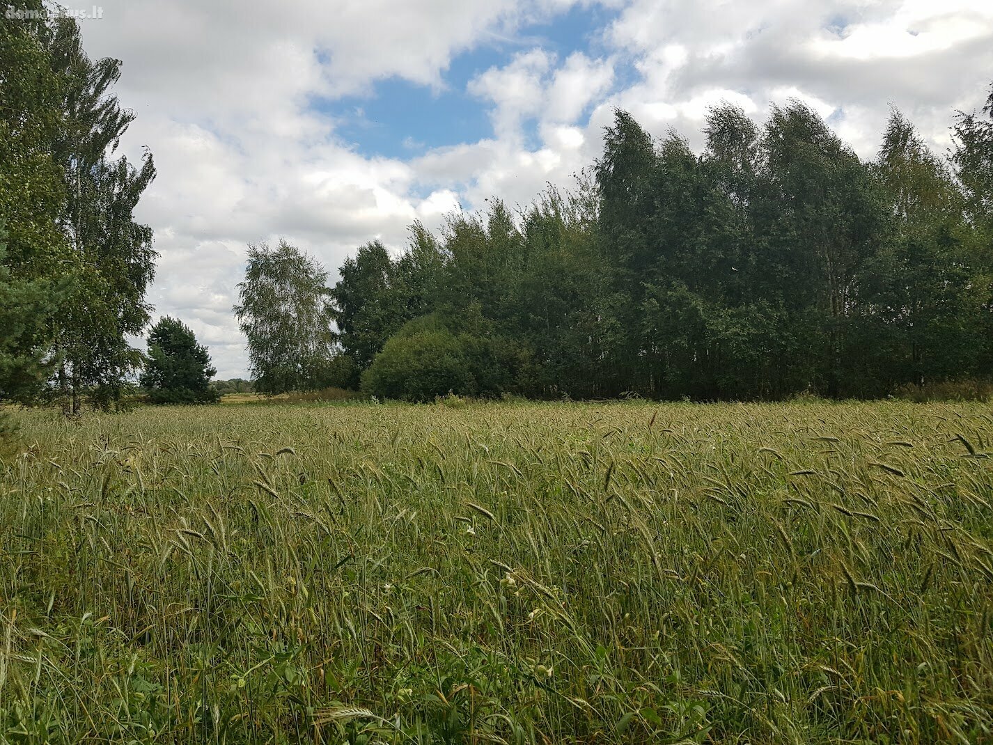 Parduodamas sklypas Panevėžio rajono sav., Klickuose