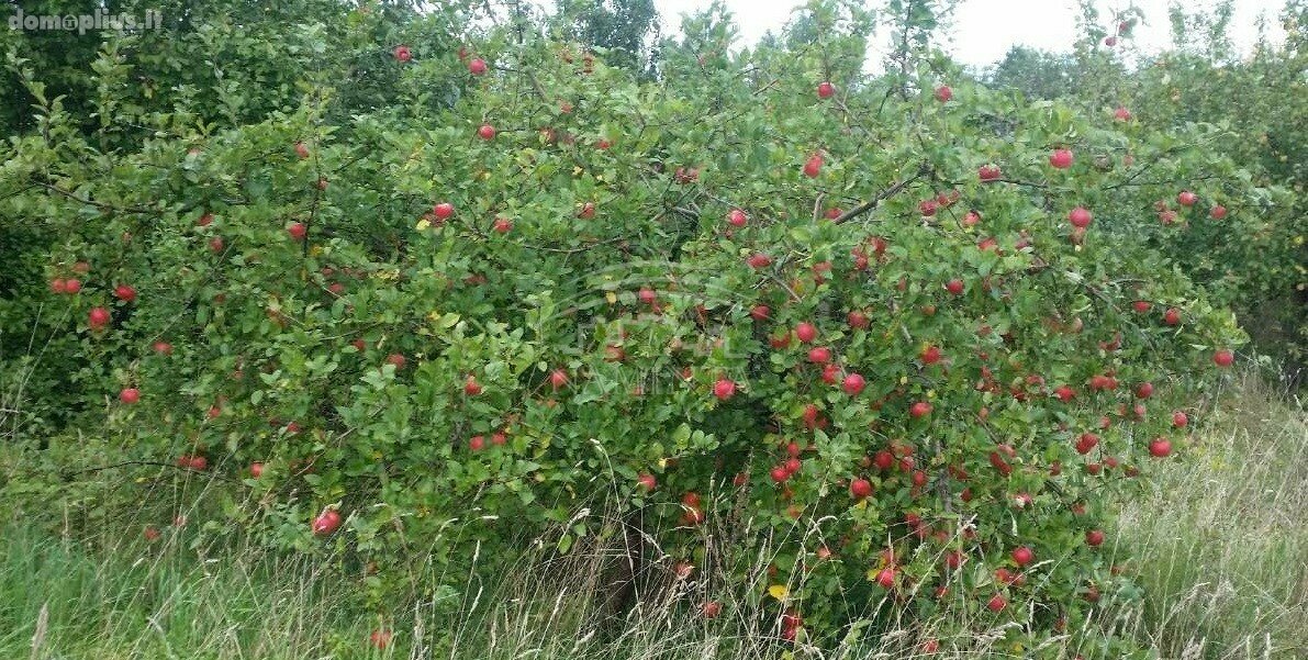 Parduodamas sklypas Klaipėdos rajono sav., Kalnuvėnuose