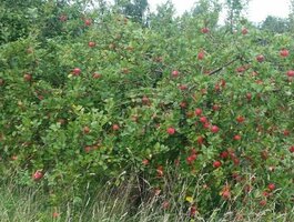 Parduodamas sklypas Klaipėdos rajono sav., Kalnuvėnuose