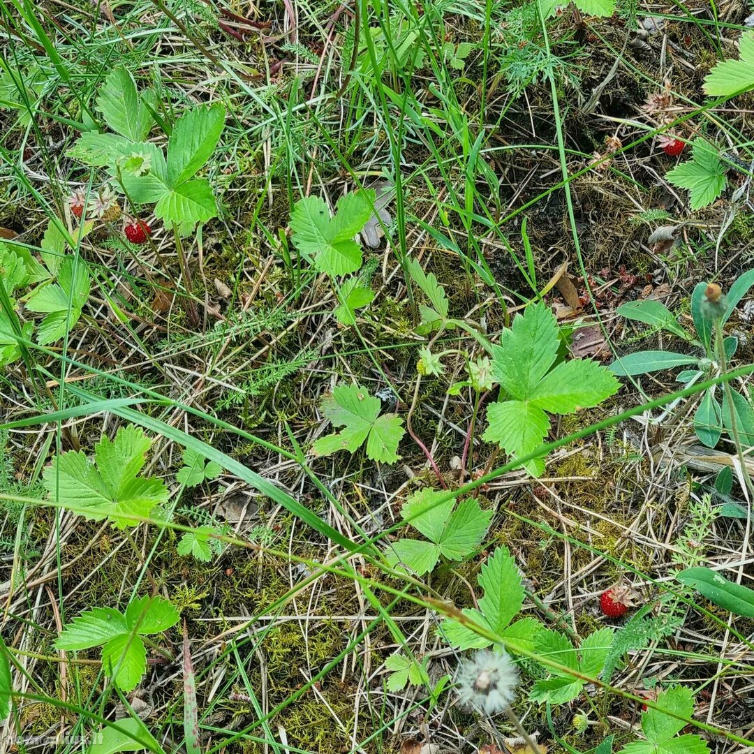 Parduodamas sklypas Kauno rajono sav., Gaižėnuose