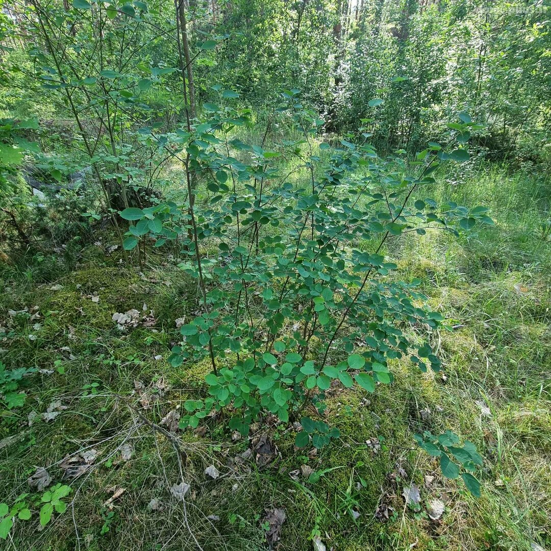 Parduodamas sklypas Kauno rajono sav., Gaižėnuose