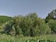 Parduodamas sklypas Kaune, Fredoje, Skardžio g. (10 nuotrauka)