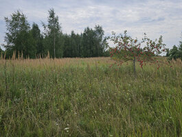 Sklypas Panevėžyje, Molainiuose, Linų g.