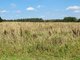 Land for sale Vilniaus rajono sav., Rakonyse, Piligrimų g. (2 picture)