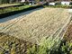 Land for sale Klaipėdos rajono sav., Gerduvėnuose (3 picture)