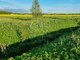Land for sale Klaipėdos rajono sav., Kuliškiuose (1 picture)