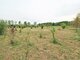 Land for sale Klaipėdos rajono sav. (16 picture)