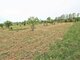 Land for sale Klaipėdos rajono sav. (17 picture)