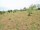 Land for sale Klaipėdos rajono sav. (18 picture)