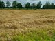 Parduodamas sklypas Kretingos rajono sav., Padvariuose (1 nuotrauka)