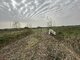 Land for sale Panevėžio rajono sav., Stetiškiuose (5 picture)