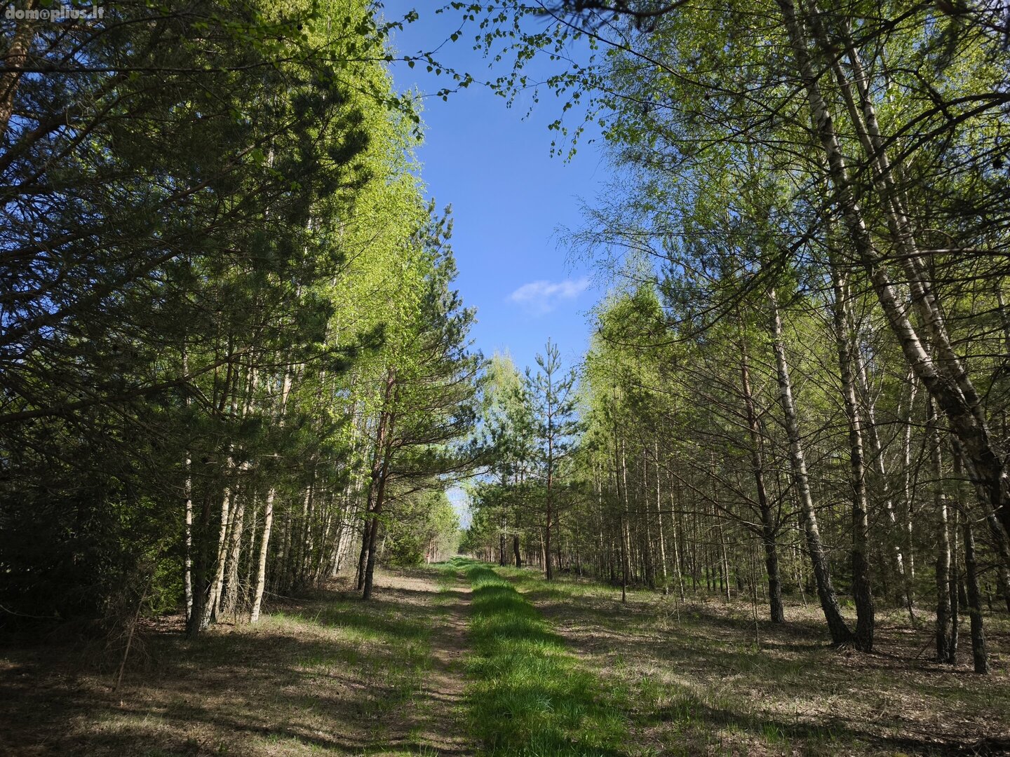 Участок Molėtų rajono sav., Pabaldiškyje