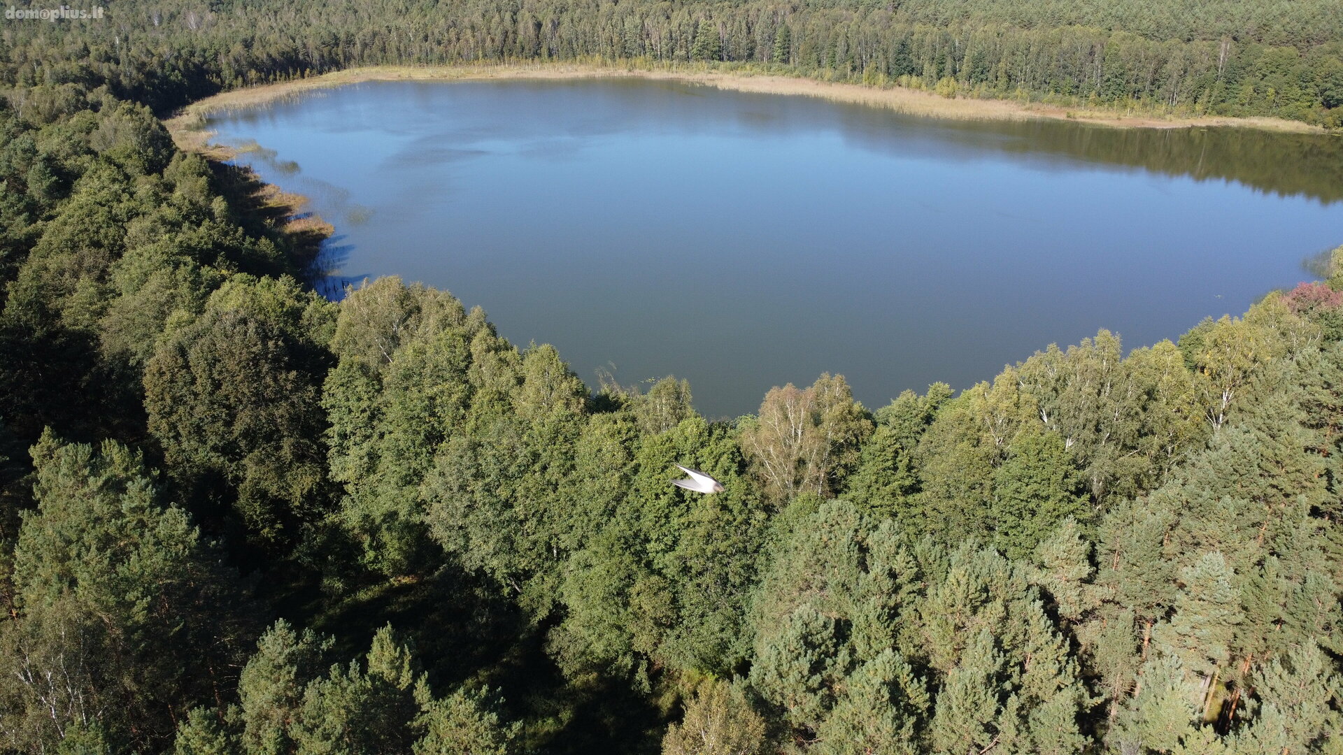 Parduodamas sklypas Lazdijų rajono sav., Ivoškuose
