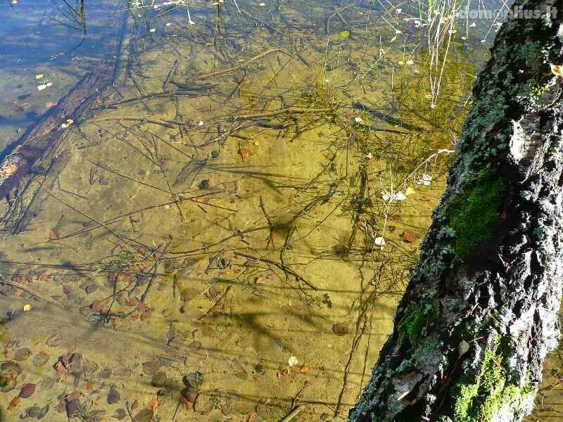 Участок Ignalinos rajono sav., Limine