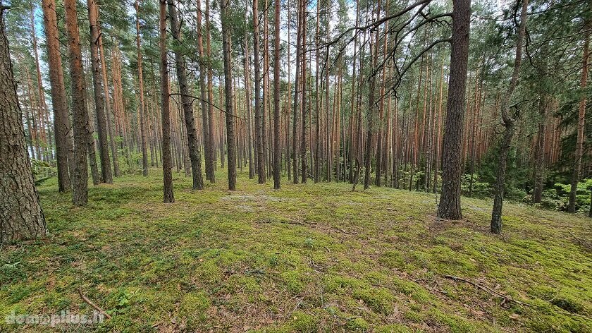Участок Ignalinos rajono sav., Limine