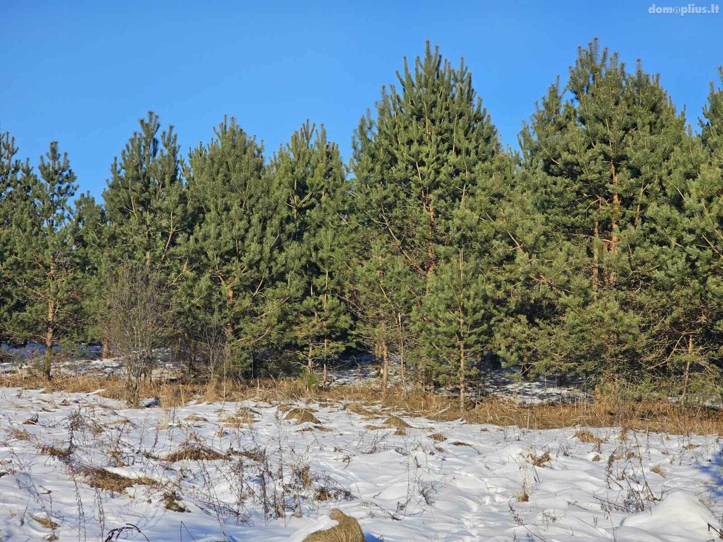 Parduodamas sklypas Utenos rajono sav., Ažuprūdyje