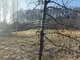 Land for sale Klaipėdos rajono sav., Vaiteliuose (4 picture)