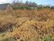 Land for sale Klaipėdos rajono sav., Kiškėnuose (6 picture)