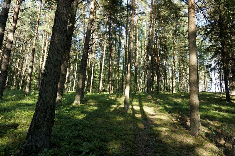 Parduodamas sklypas Molėtų rajono sav., Skardžiuose