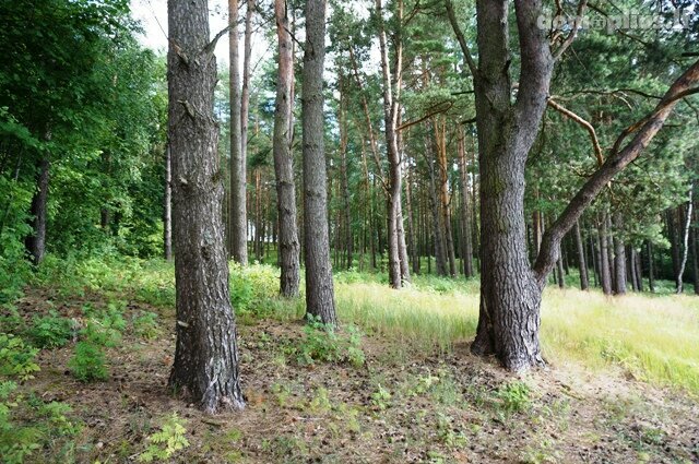 Parduodamas sklypas Molėtų rajono sav., Skardžiuose