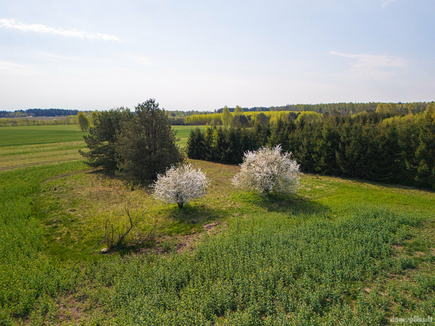 Land for sale Klaipėdos rajono sav., Kisiniuose, Kisupės g.