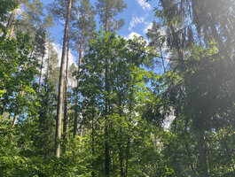 Parduodamas sklypas Trakų rajono sav., Lausgeniuose