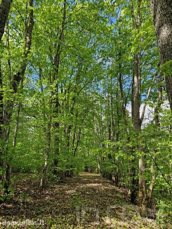 Parduodamas sklypas Ignalinos rajono sav., Sidariškėse