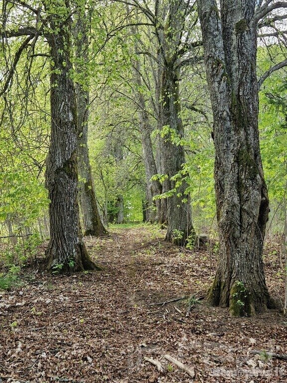 Parduodamas sklypas Ignalinos rajono sav., Sidariškėse