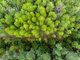 Land for sale Panevėžio rajono sav., Linoniuose (7 picture)