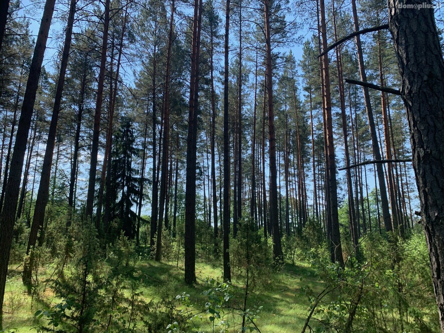 Parduodamas sklypas Druskininkų sav., Grūte, Ilgio g.